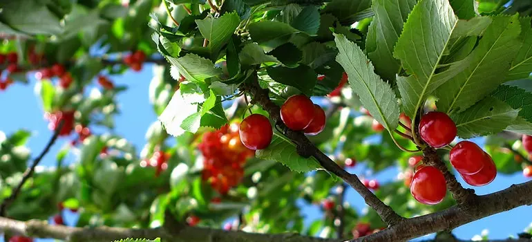 Πρόσκληση για την υποβολή προτάσεων στη Δράση 5.1.1 «Επενδύσεις σε προληπτικές δράσεις που αποσκοπούν στη μείωση των επιπτώσεων στο φυτικό κεφάλαιο» - Δημόσιες επενδύσεις