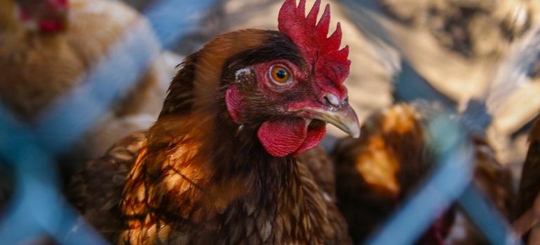 Σαλμονέλλωση στις Όρνιθες Σαλμονέλλωση στις Όρνιθες