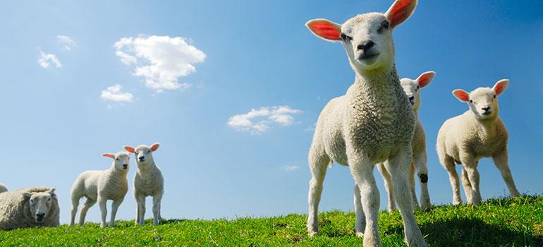 Σήμανση και Καταγραφή Αιγοπροβάτων