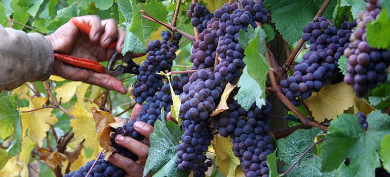 Ανακοινώσεις για το Αμπέλι