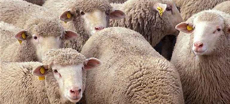 Μέσα Σήμανσης Βοοειδών, Αιγοπροβάτων και Χοίρων Μέσα Σήμανσης Βοοειδών, Αιγοπροβάτων & Χοίρων