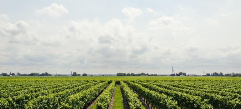 Πρόγραμμα Αναδιάρθρωσης και Μετατροπής Αμπελουργικών Εκτάσεων