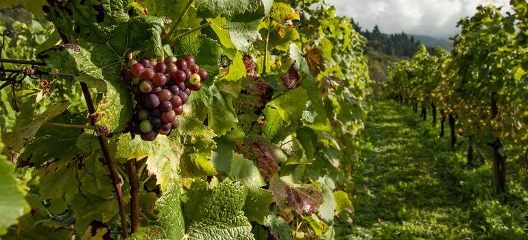 Απογραφή Αμπελουργικών Εκτάσεων με Οινοποιήσιμες Ποικιλίες