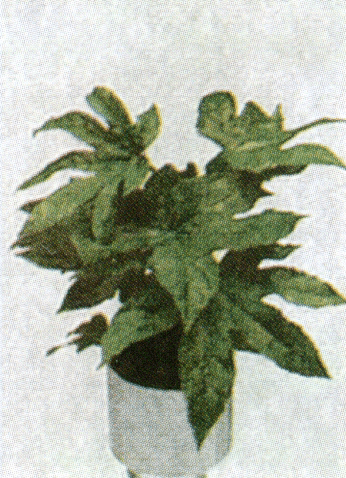 aralia