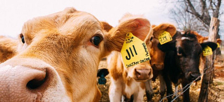 Transporter of Animals