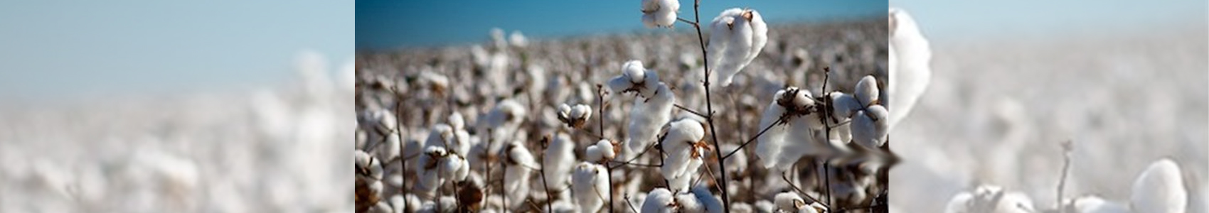 Βαμβακοκαλλιέργεια