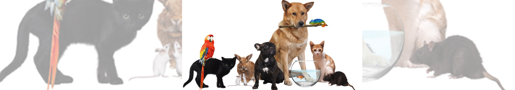 Ζώα Συντροφιάς-Κτηνιατρεία