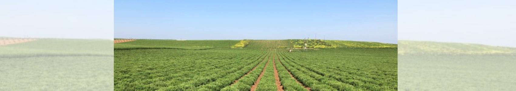 Καλλιέργεια Αρωματικών200723