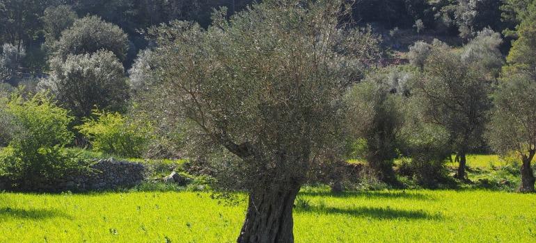 Πρόσκληση δράσης 10.1.02 "Προστασία Παραδοσιακού Ελαιώνα Άμφισσας"
