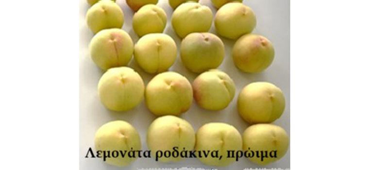 8programmagenetikousporous0302264