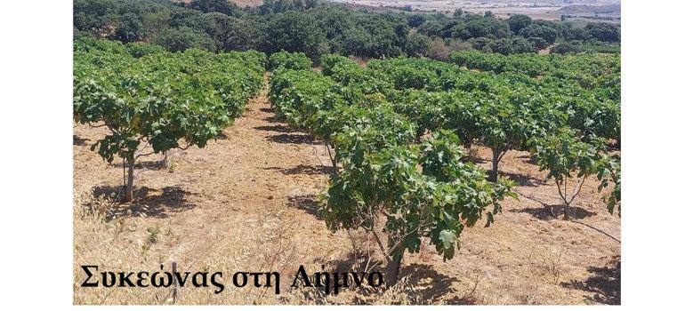 8programmagenetikousporous0302267