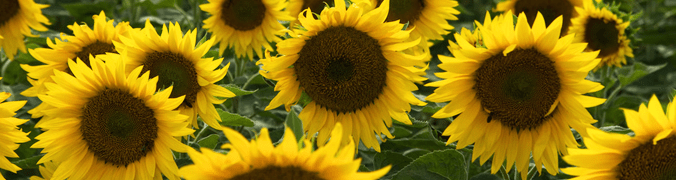 988647sunflowers
