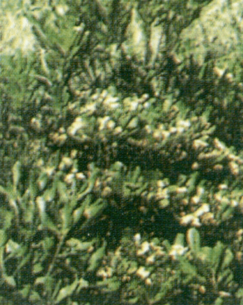 aggeliki