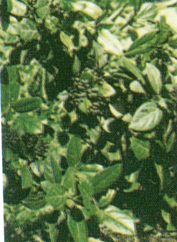 bimpourni pseydodafni