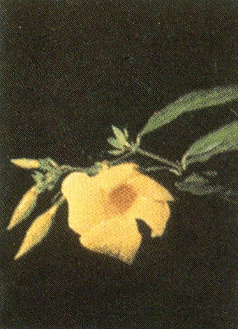 alamanta