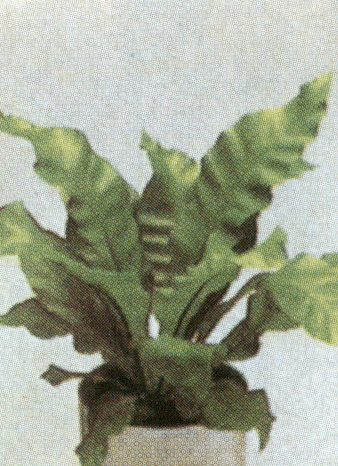 asplenium