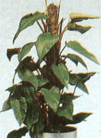 filondendra