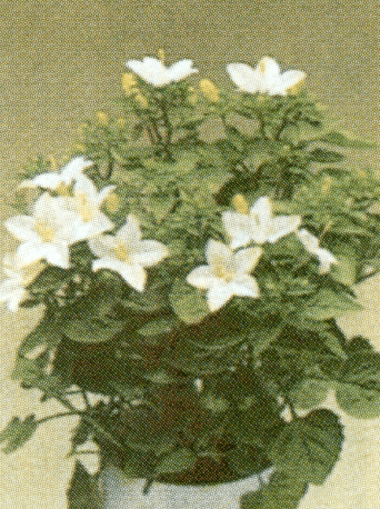 kampanoula