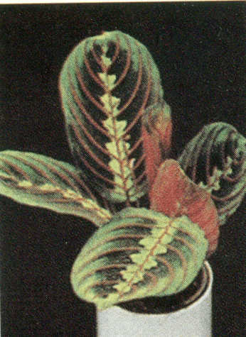 maranta