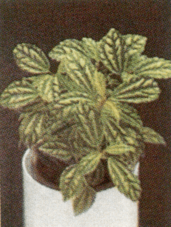 pilea