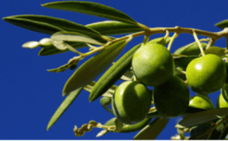 olive 2
