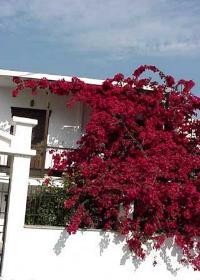 bougainvillea1a